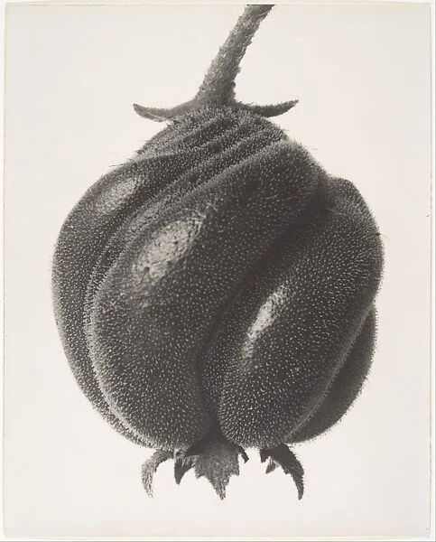 Blumenbachia hieronymi — Karl Blossfeldt