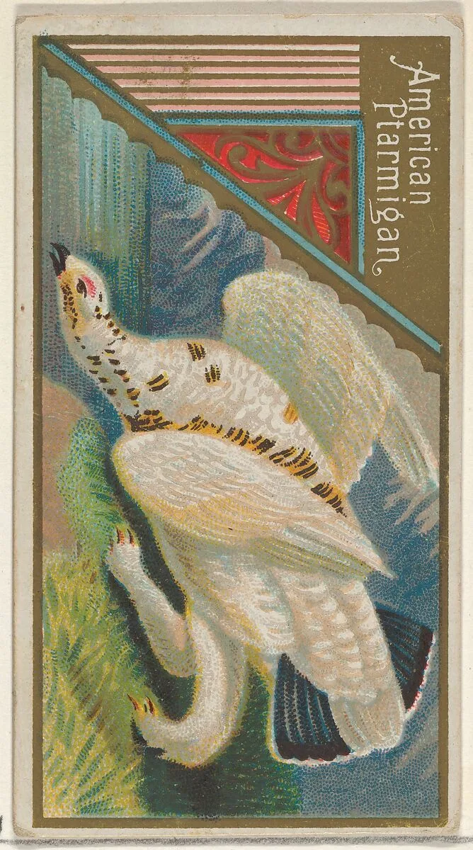 American Ptarmigan, from the Game Birds series (N13) for Allen & Ginter Cigarettes Brands — Allen & Ginter|George S. Harris & Sons