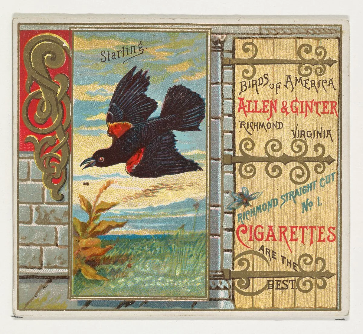 Starling, from the Birds of America series (N37) for Allen & Ginter Cigarettes — Allen & Ginter