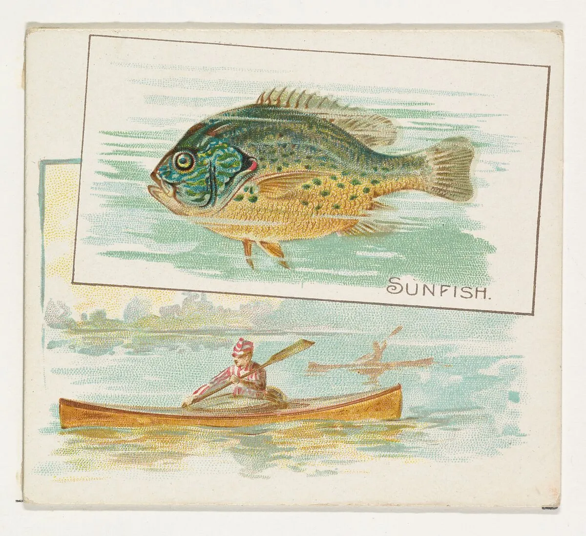 Sunfish, from Fish from American Waters series (N39) for Allen & Ginter Cigarettes — Lindner, Eddy & Claus|Allen & Ginter