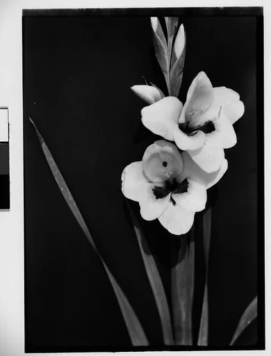 [Gladiola in Front of Backdrop, Darien, Connecticut]
