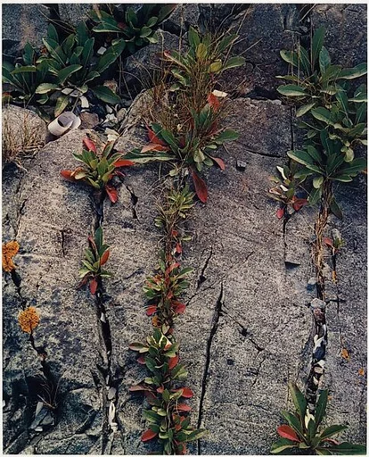 Weeds in Rock Cracks, Maine