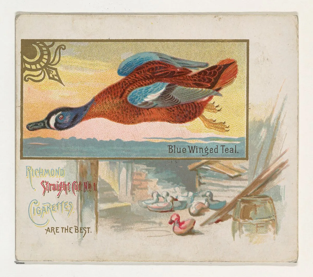 Blue Winged Teal, from the Game Birds series (N40) for Allen & Ginter Cigarettes — Allen & Ginter