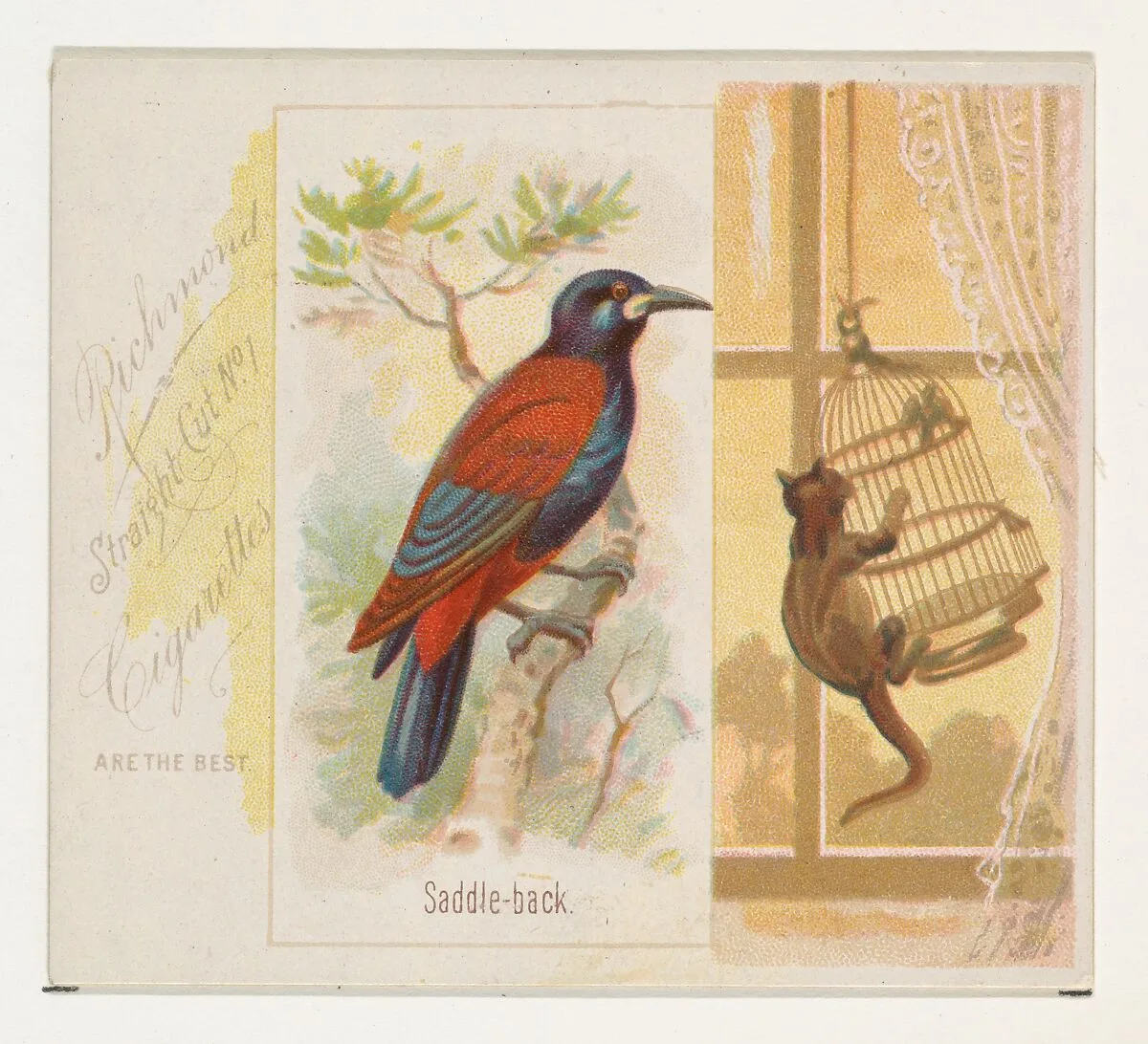 Saddle-back, from the Song Birds of the World series (N42) for Allen & Ginter Cigarettes — Allen & Ginter|George S. Harris & Sons