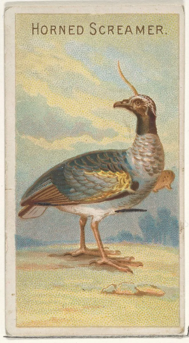 Horned Screamer, from the Birds of the Tropics series (N5) for Allen & Ginter Cigarettes Brands — Allen & Ginter|George S. Harris & Sons