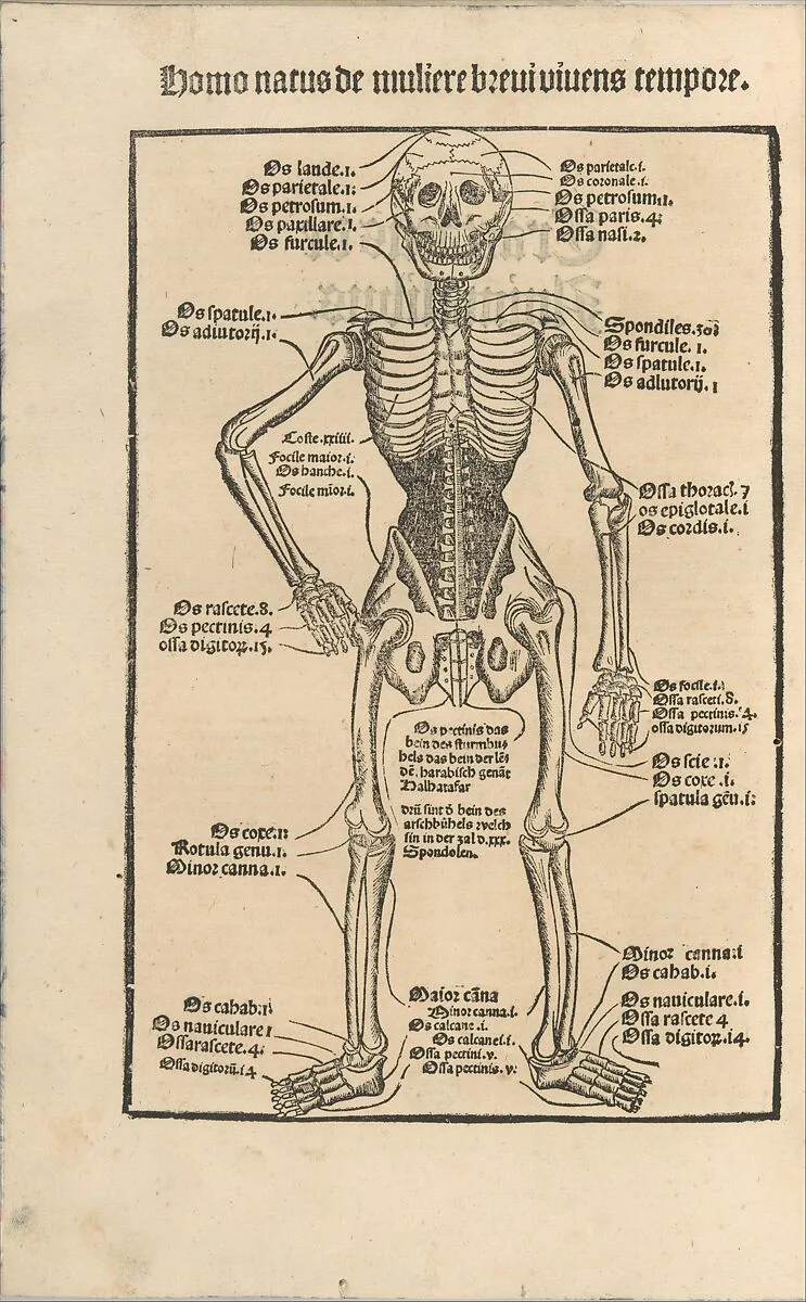 Ortus Sanitatis/ De herbis et plantis/ De Animalibus & reptilibus ... — Johann Prüss the Elder