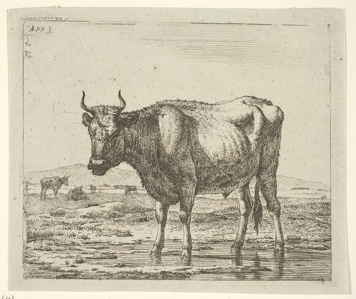 Bull Standing in Water, from Different Animals — Adriaen van de Velde