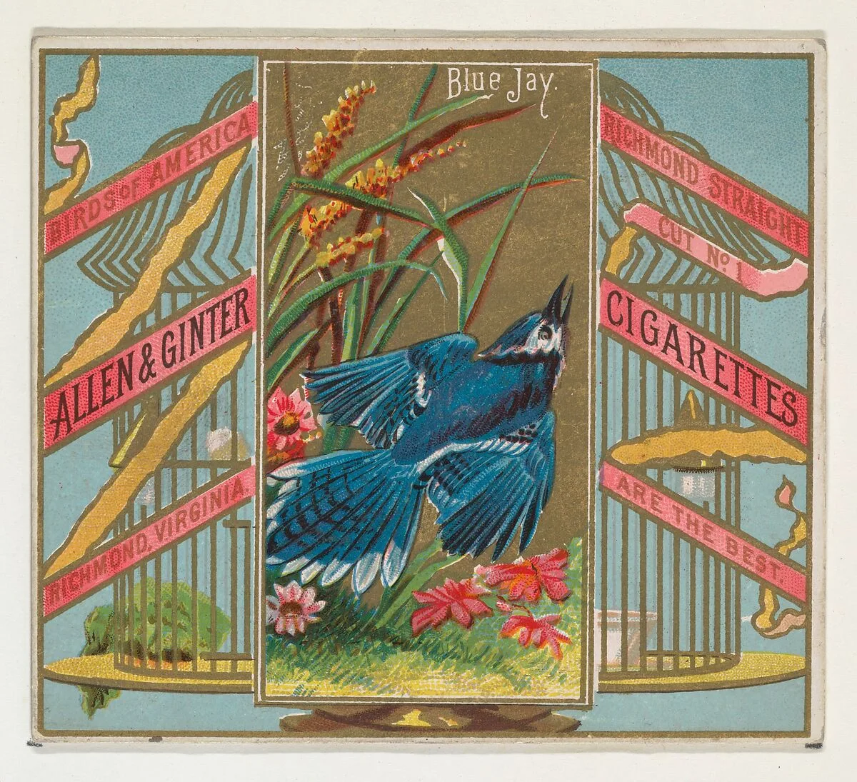Blue Jay, from the Birds of America series (N37) for Allen & Ginter Cigarettes — Allen & Ginter