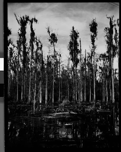 [Cypress Trees in Swamp, Florida]