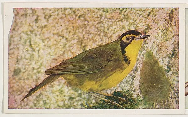 Kentucky Warbler, collector card from the Bird Pictures series (D18), issued by the Remar Baking Company — Remar Baking Company