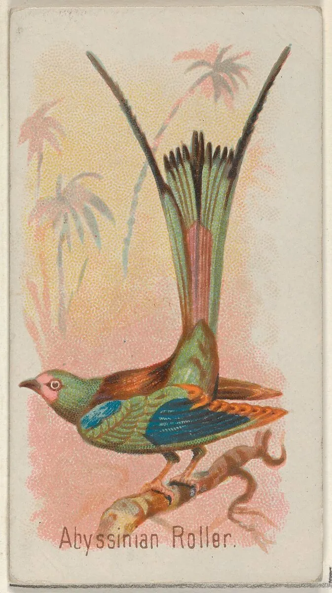 Abyssinian Roller, from the Song Birds of the World series (N23) for Allen & Ginter Cigarettes — Allen & Ginter|George S. Harris & Sons