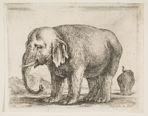 Elephant, plate 10 from "Various Animals" (Diversi Animali)