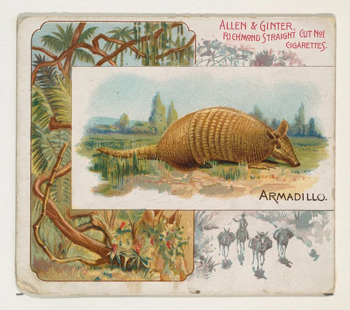 Armadillo, from Quadrupeds series (N41) for Allen & Ginter Cigarettes — Allen & Ginter|Lindner, Eddy & Claus