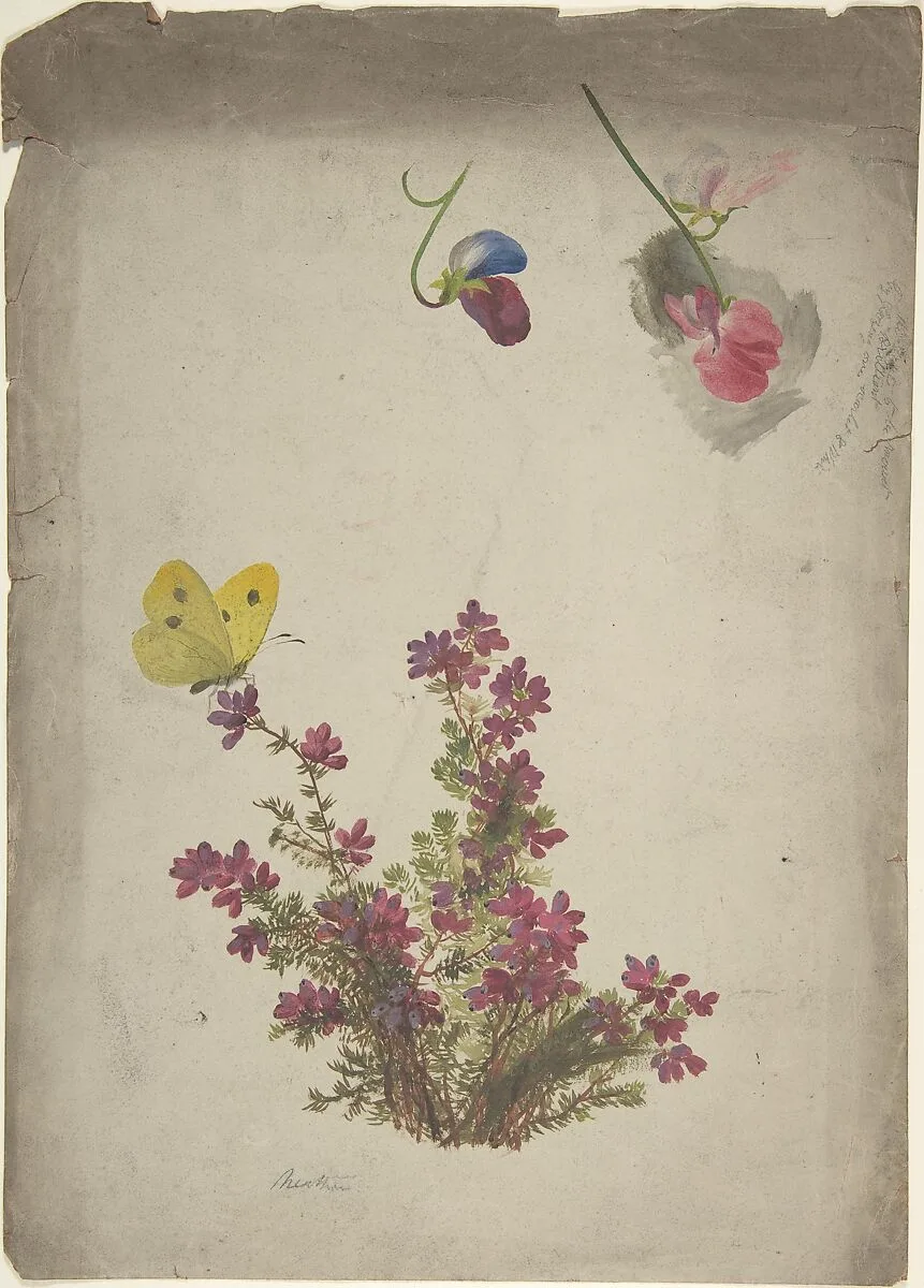 Heather, Sweet Peas and Butterfly — Anonymous, British, 19th century