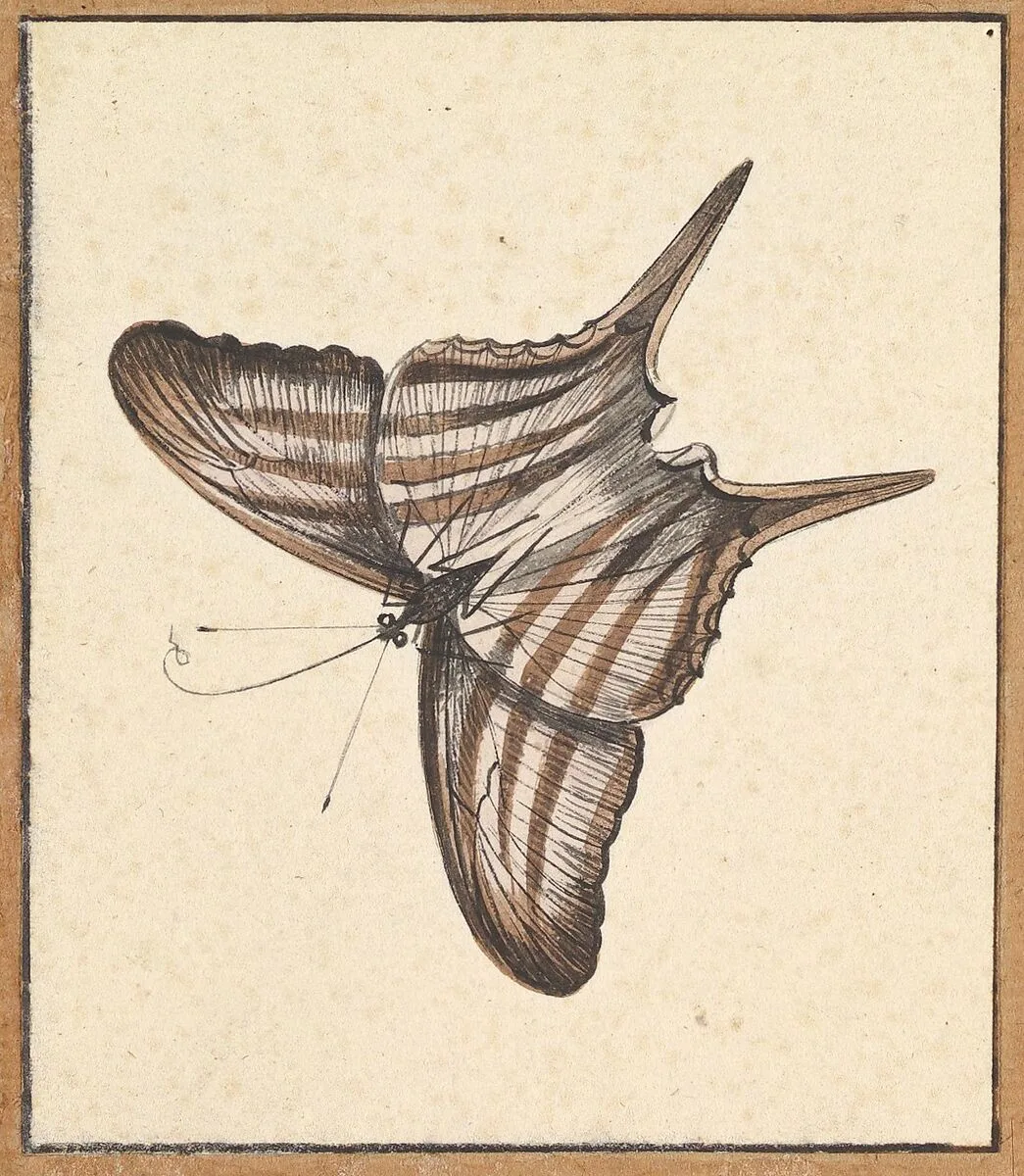 A Butterfly — Nicolaas Struyk