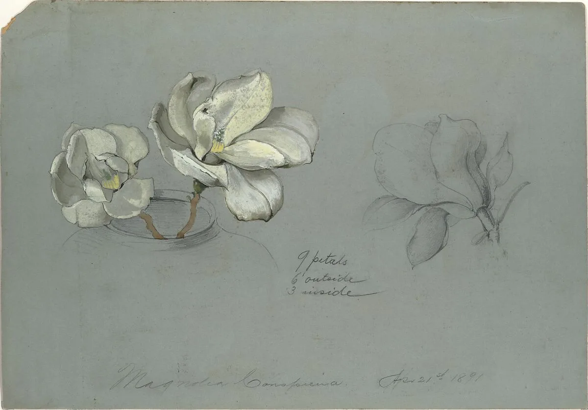 Magnolia Conspicua — Tiffany & Co.