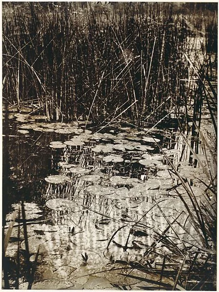Nenuphars — Eugène Atget