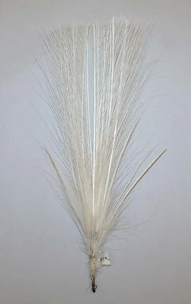 Aigrette — Unknown