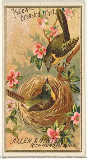 Yellow-breasted Chat, from the Birds of America series (N4) for Allen & Ginter Cigarettes Brands
