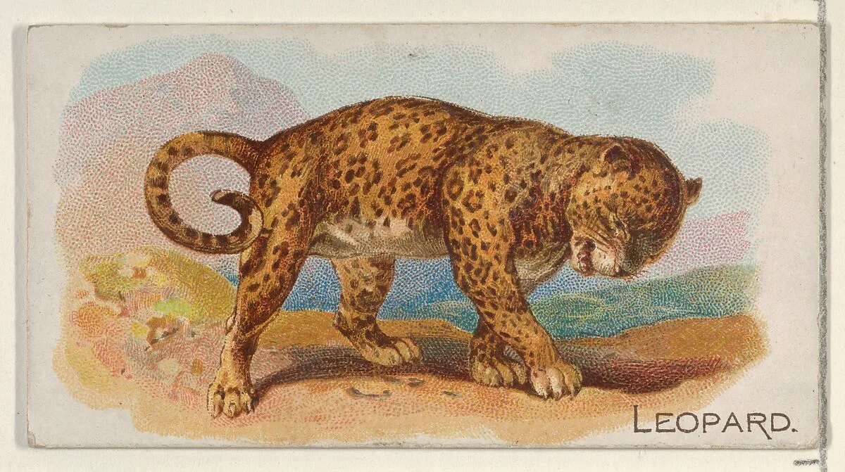 Leopard, from the Quadrupeds series (N21) for Allen & Ginter Cigarettes — Allen & Ginter|Lindner, Eddy & Claus