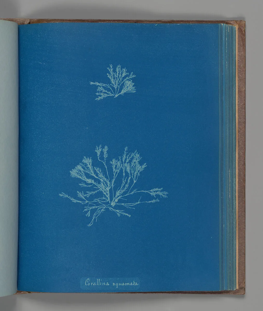 Corallina squamata — Anna Atkins