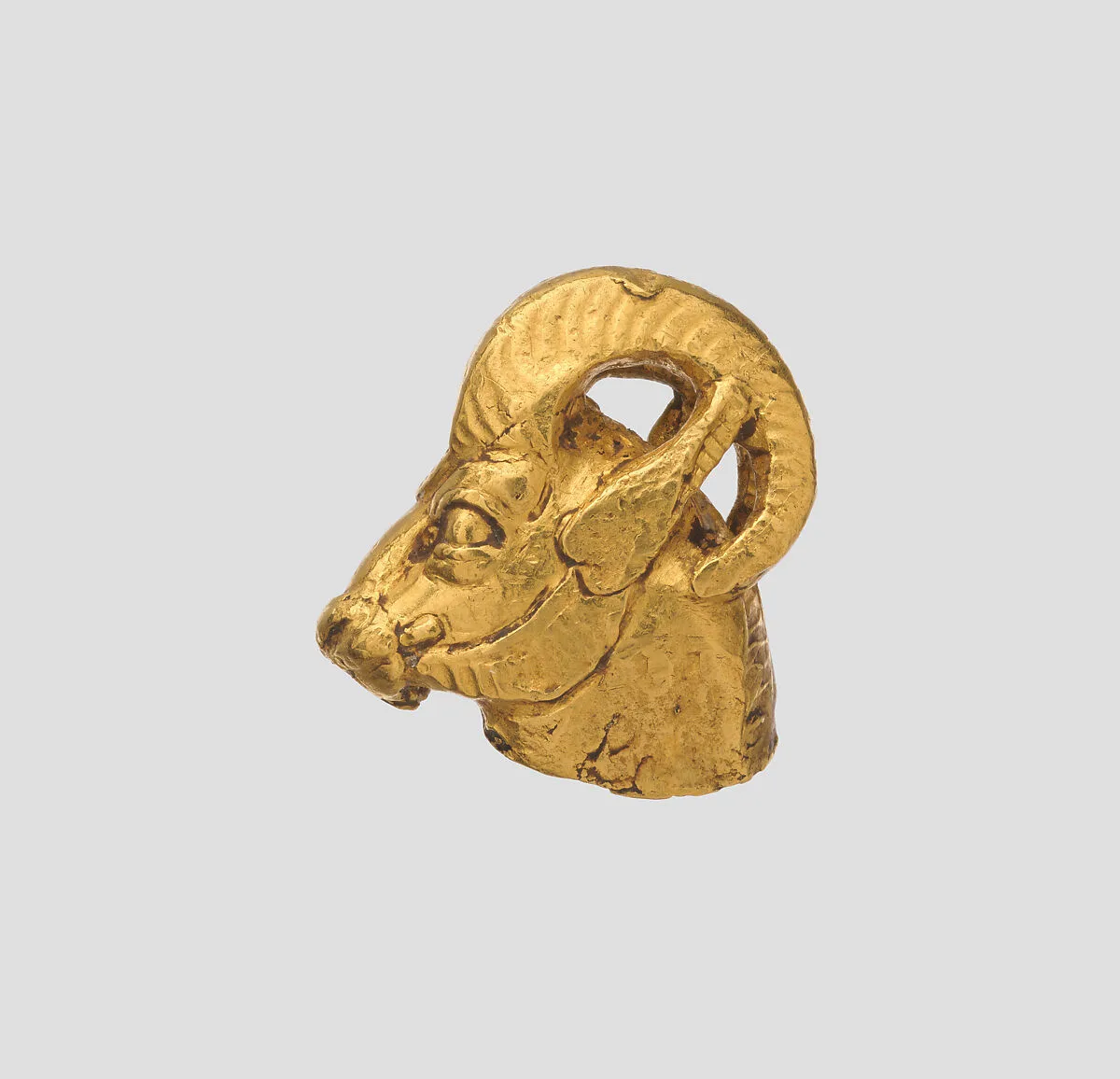Head of a wild ram — Unknown