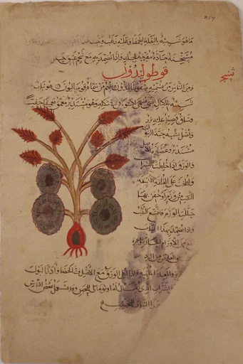 Folio from a Materia Medica of Dioscorides
