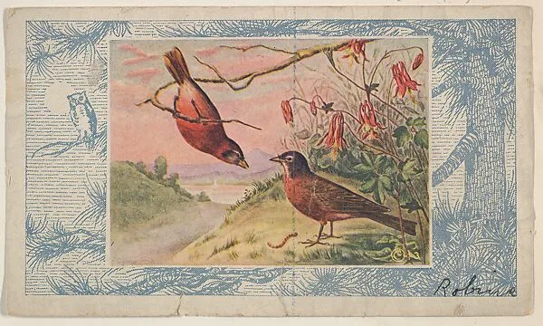 Robins, collector card from the Bird Pictures series (D18), issued by the Schulze Baking Company to promote their product, Butter-Krust Bread — Schulze Baking Company