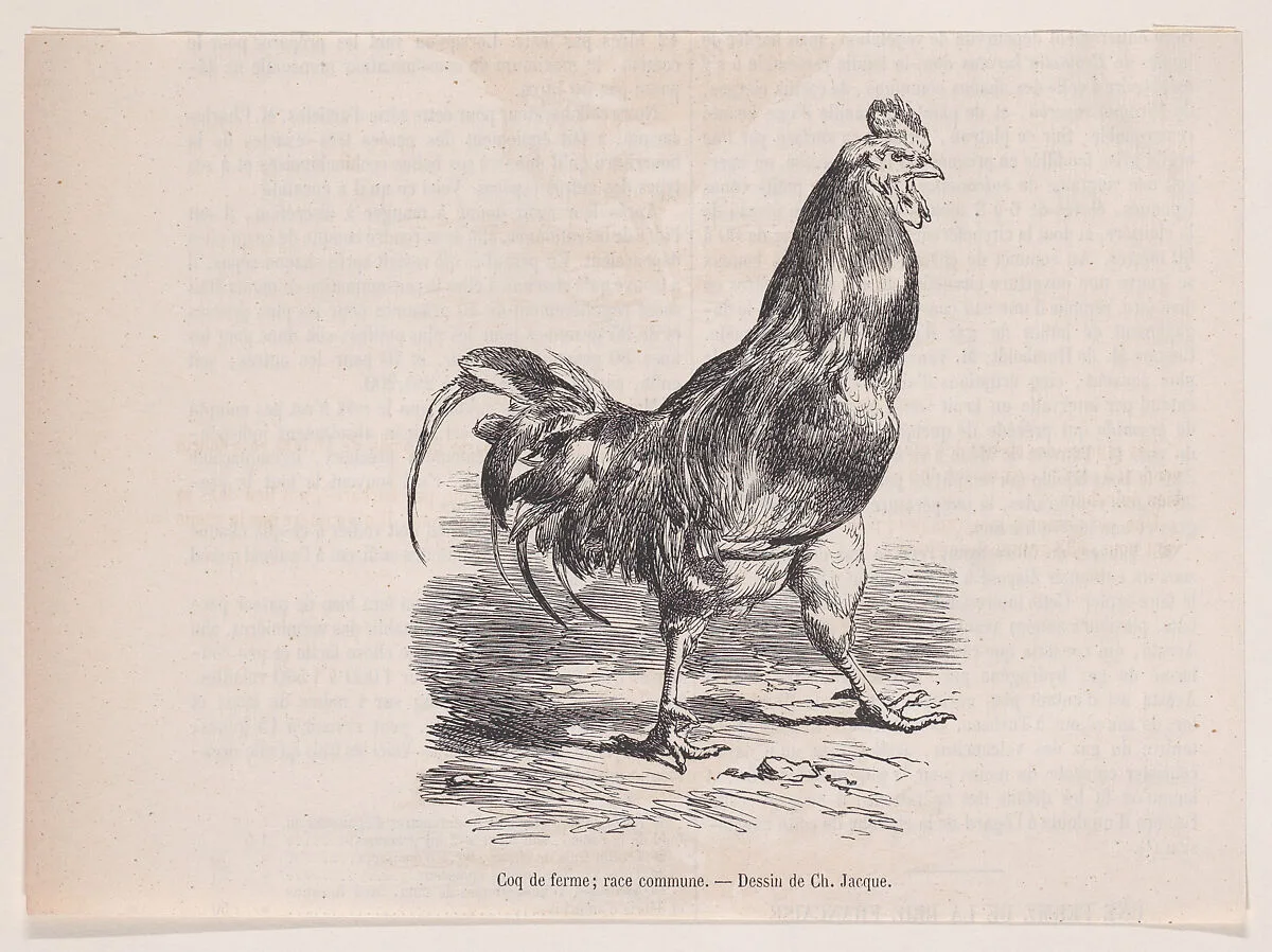 Coq de ferme; race commune.; from Magasin Pittoresque — Charles Jacque