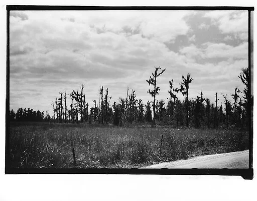 [Cypress Trees, From Moving Automobile, New Orleans Vicinity, Louisiana]