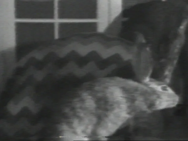 Tortoise and the Hare — William Wegman