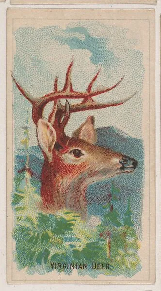 Virginian Deer, collector card from the Animal Pictures series (D8), issued by the Weber Baking Company to promote Onist Milk and Pullman Bread — Weber Baking Company
