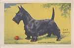 Scottish Terrier from Our Friend – the Dog Educational Pictures (W608-4) — Unknown