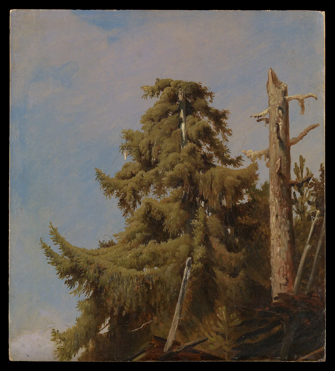 Tree Study — August Cappelen