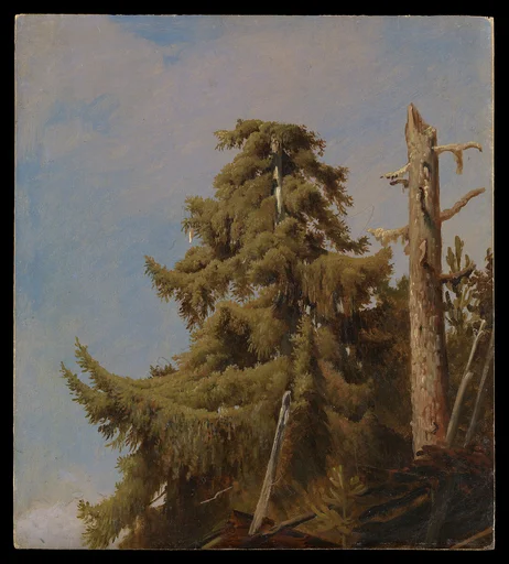 Tree Study