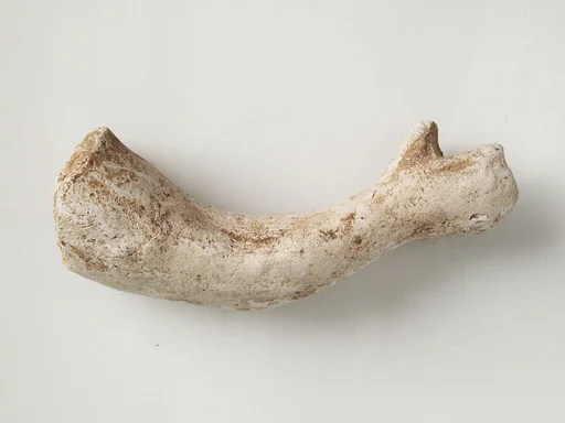 Arm Fragment