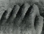Fist II (Self-Portrait) — Gwen Hardie