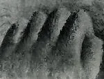 Fist II (Self-Portrait)