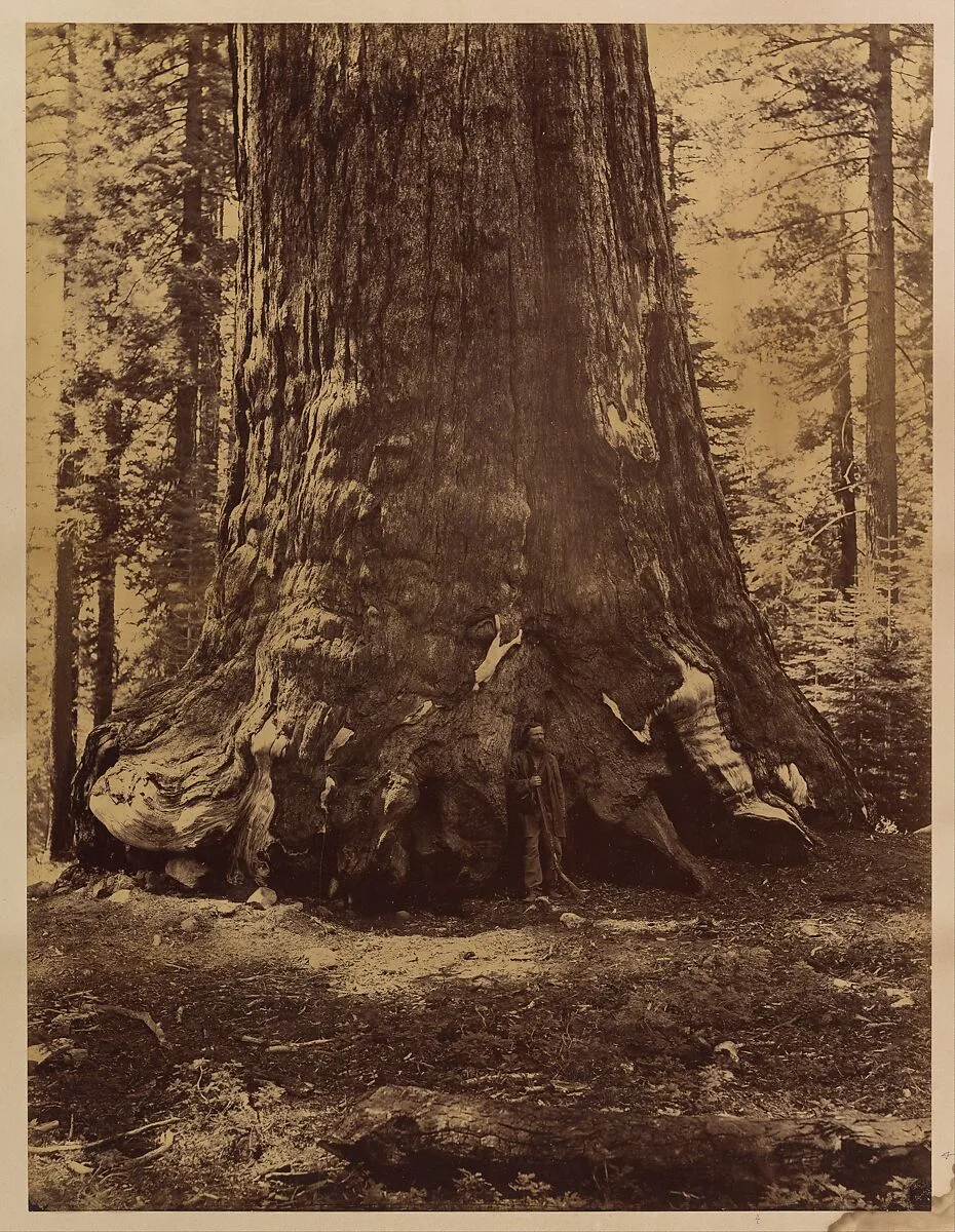 Section of the Grizzly Giant with Galen Clark, Mariposa Grove, Yosemite — Carleton E. Watkins