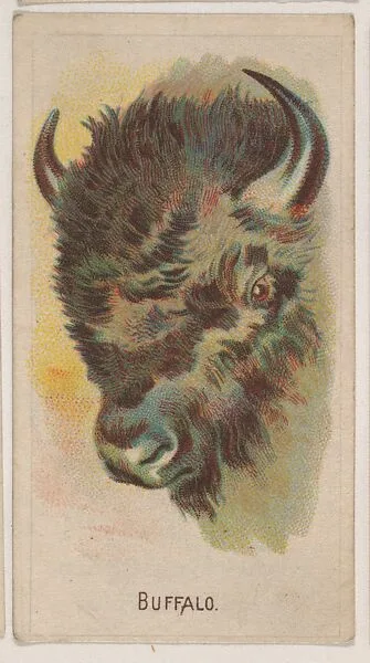 Buffalo, collector card from the Animal Pictures series (D8), issued by the Weber Baking Company to promote Onist Milk and Pullman Bread — Weber Baking Company