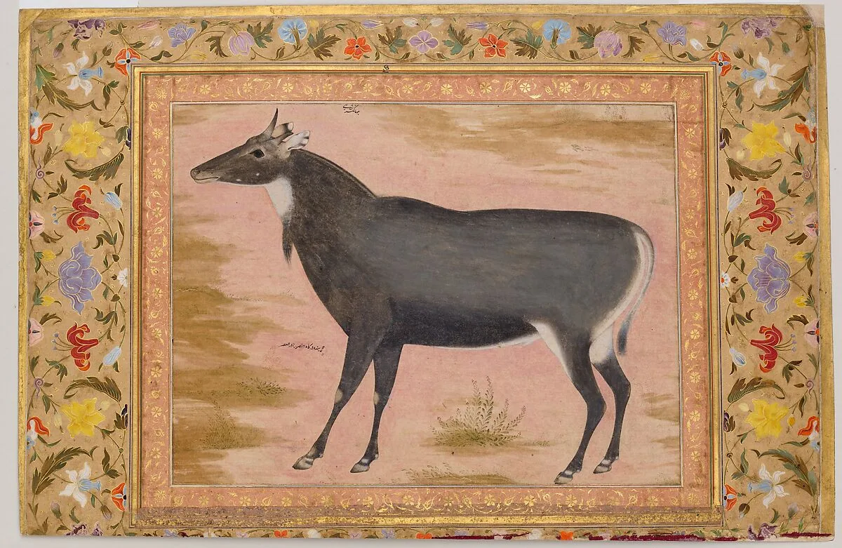 "Study of a Nilgai (Blue Bull)", Folio from the Shah Jahan Album — Mansur|Mir 'Ali Haravi