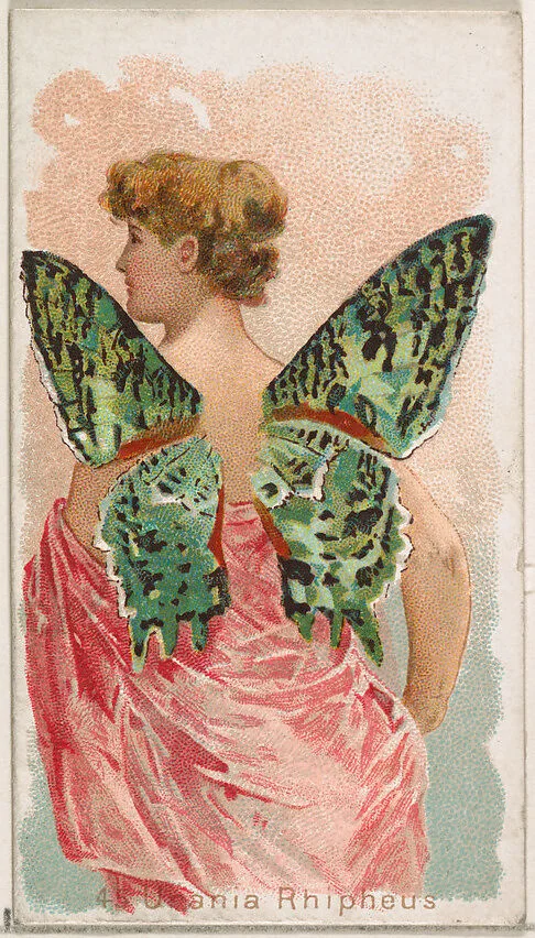 Card 45, Urania Rhipheus, from the Butterflies series (N183) issued by Wm. S. Kimball & Co. — William S. Kimball & Company|Julius Bien