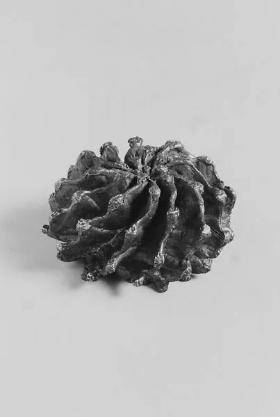 Pattern for applied cactus motif on the Magnolia Vase — Tiffany & Co.