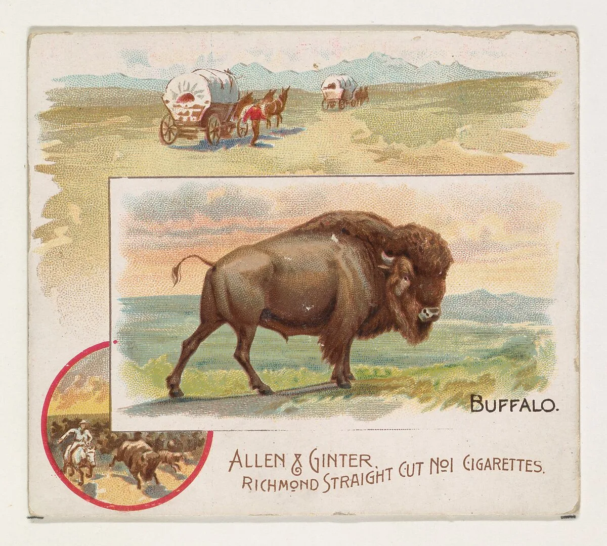 Buffalo, from Quadrupeds series (N41) for Allen & Ginter Cigarettes — Allen & Ginter|Lindner, Eddy & Claus