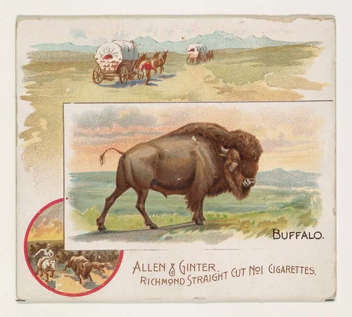 Buffalo, from Quadrupeds series (N41) for Allen & Ginter Cigarettes