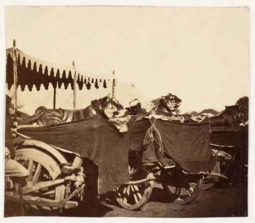 [Tigers Presented to the Countess Canning at Agra]