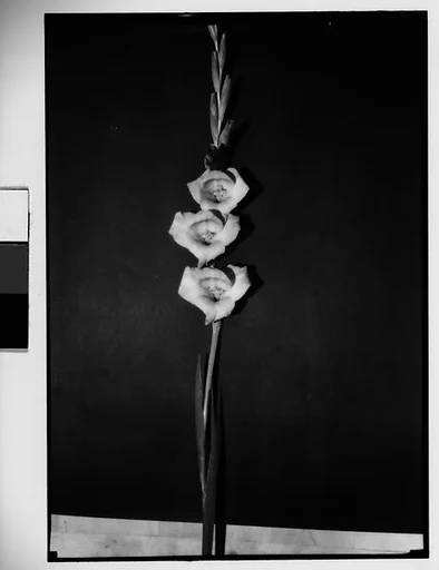 [Gladiola in Front of Backdrop, Darien, Connecticut]