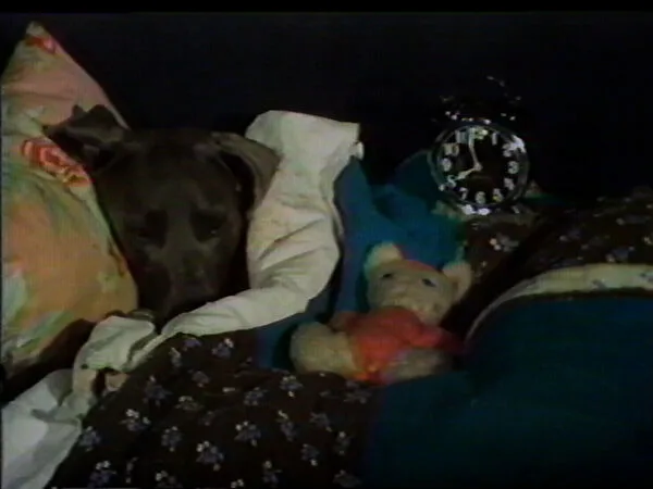 Alarm A — William Wegman