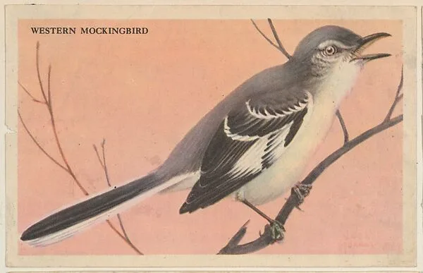 Western Mockingbird, bakery card from the California Bird Pictures series (D39-2), issued by the Gordon Bread Company — Gordon Bread Company