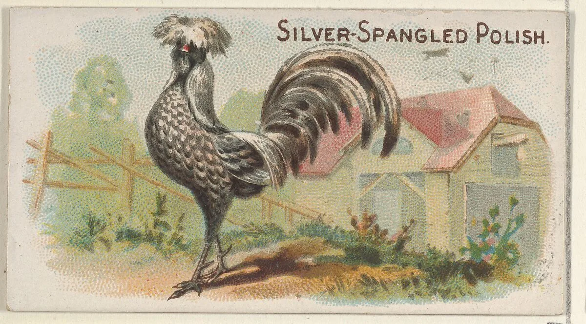 Silver-Spangled Polish, from the Prize and Game Chickens series (N20) for Allen & Ginter Cigarettes — Allen & Ginter|The Gast Lithograph & Engraving Company